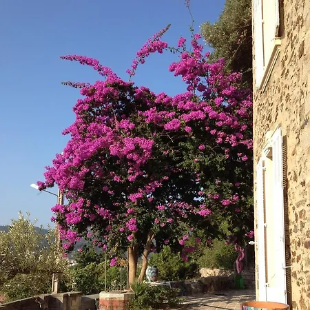 Guest house Castel Pierre Lisse Hyeres